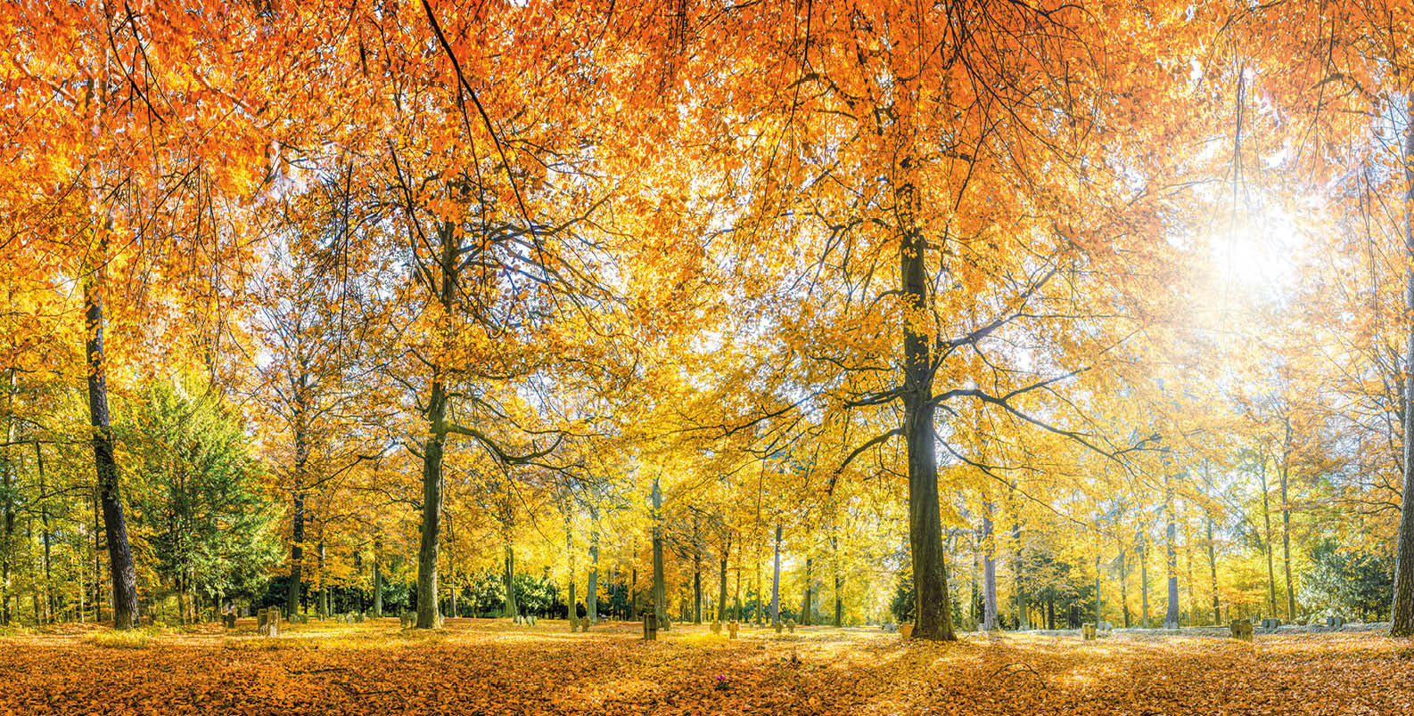 wunderschöner Mischwald mit Herbstverfärbung und durchbrechender Sonne. Das Bild erzeigt ein gutes Gefühl.